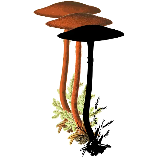 Slender toadstool in moss