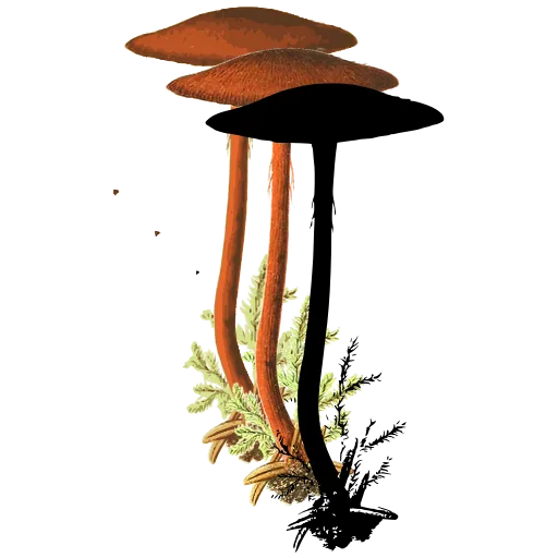 Slender toadstool in moss