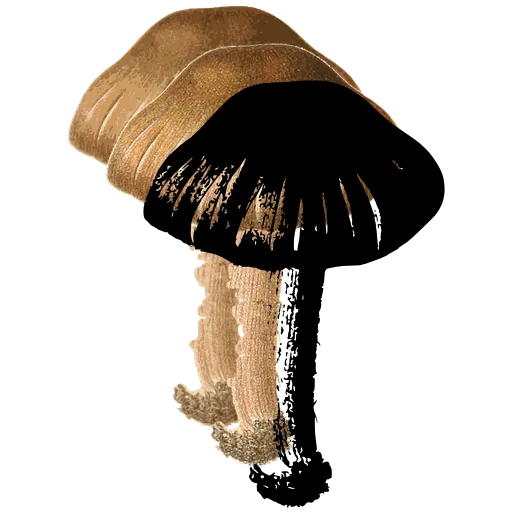 Bell-capped mushroom