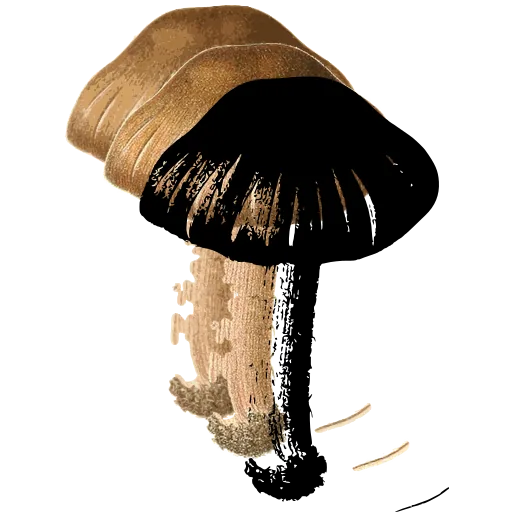 Bell-capped mushroom