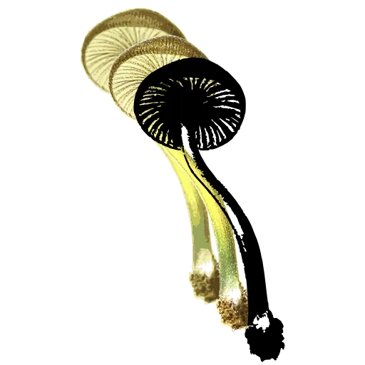 Gilled toadstool on a curved stem