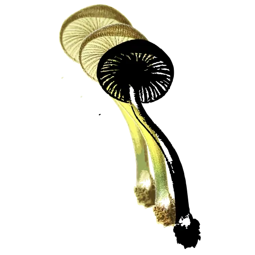 Gilled toadstool on a curved stem