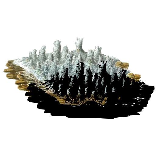 Toothed fungus crust