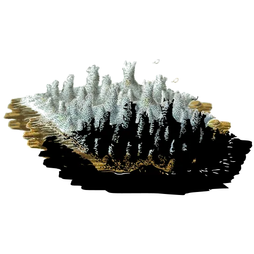 Toothed fungus crust