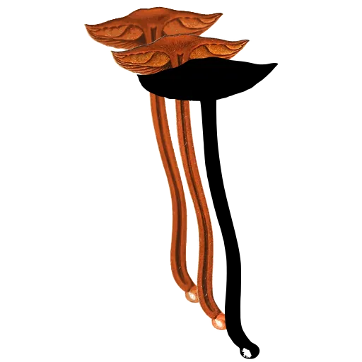 Flat-capped toadstool