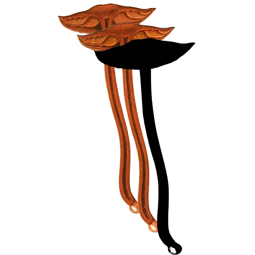 Flat-capped toadstool