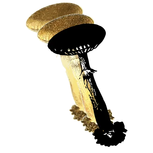 Ringed mushroom