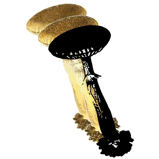 Ringed mushroom