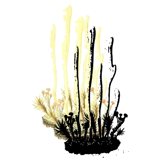 Clustered club fungi