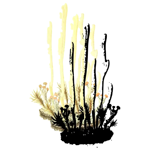 Clustered club fungi