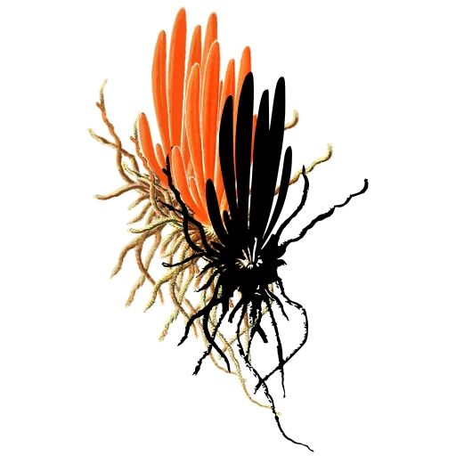 Rooted fungus tuft