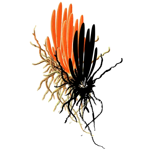 Rooted fungus tuft