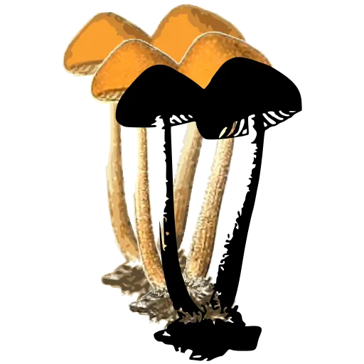 Two tall mushrooms
