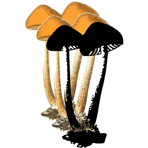 Two tall mushrooms