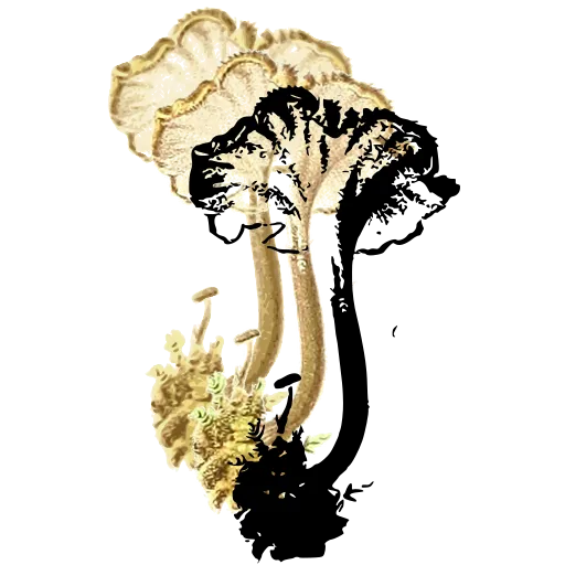 Frilled-cap mushroom