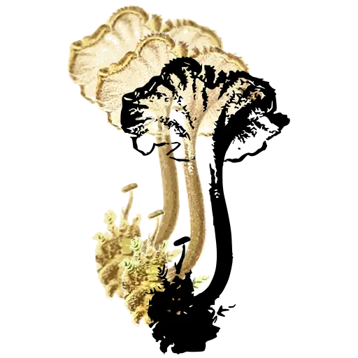 Frilled-cap mushroom