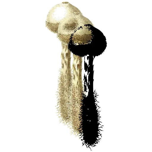 Hairy-stemmed toadstool 02