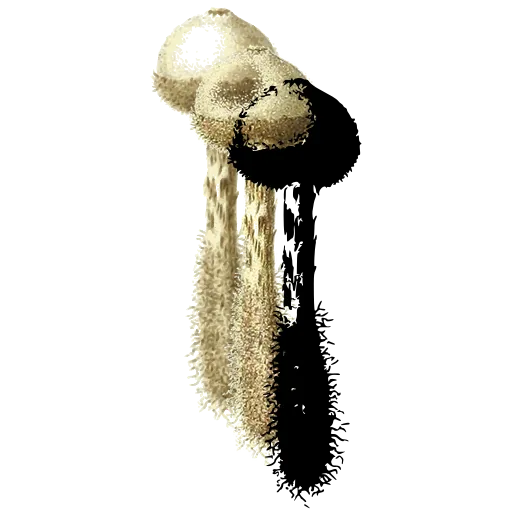 Hairy-stemmed toadstool 02