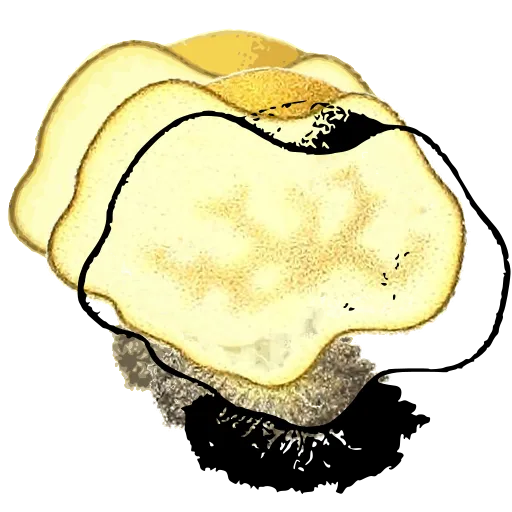 Outlined mushroom cap