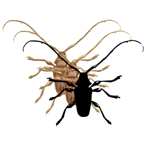 Longhorn beetle 01