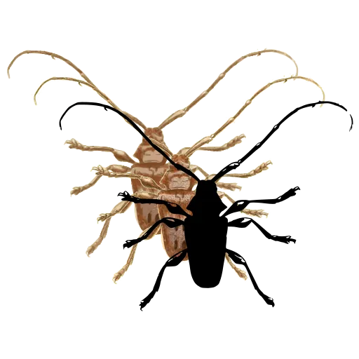 Longhorn beetle 01
