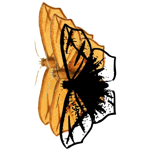 Butterfly with spread wings