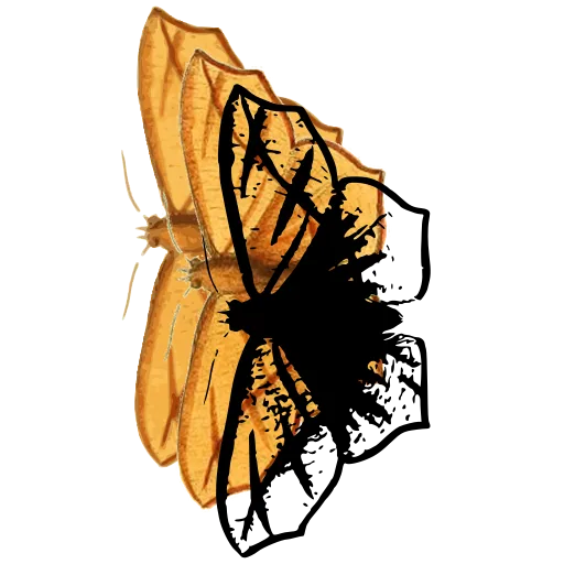 Butterfly with spread wings