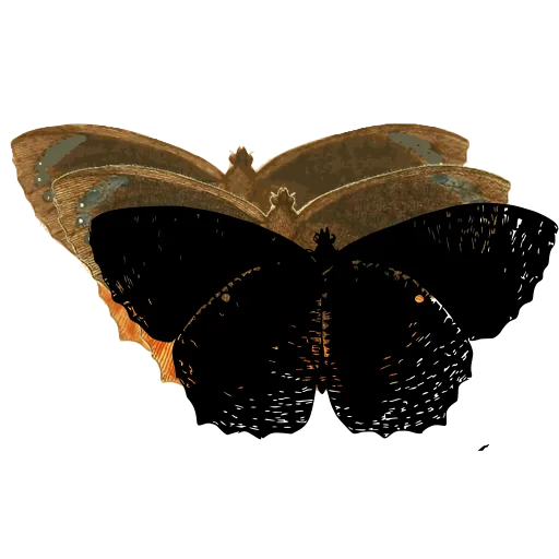 Dark-winged butterfly