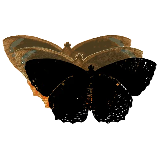 Dark-winged butterfly