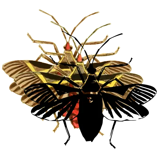 Winged bug