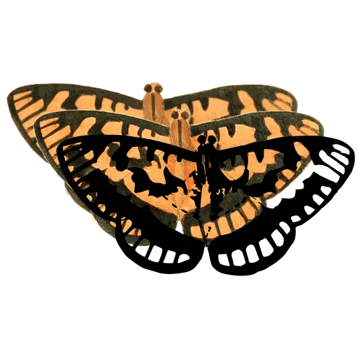 Spotted butterfly 01