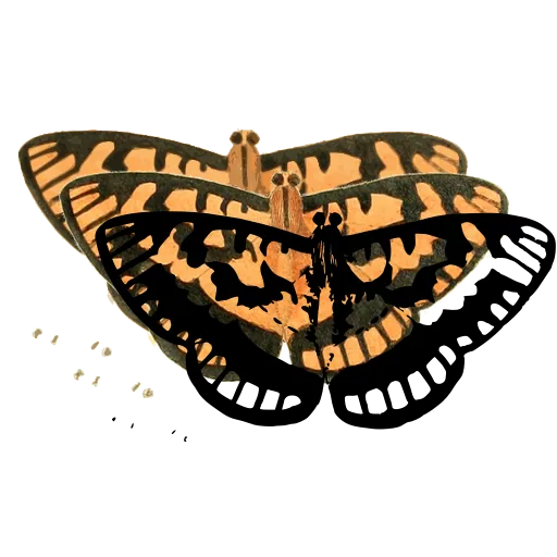Spotted butterfly 01