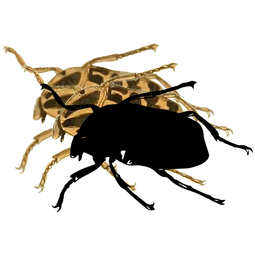 Solid beetle