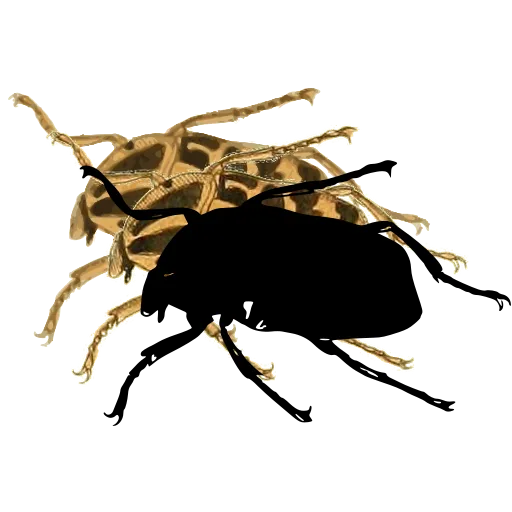 Solid beetle