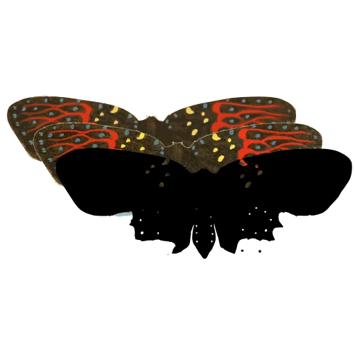 Spotted moth 01