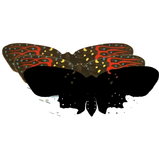 Spotted moth 01