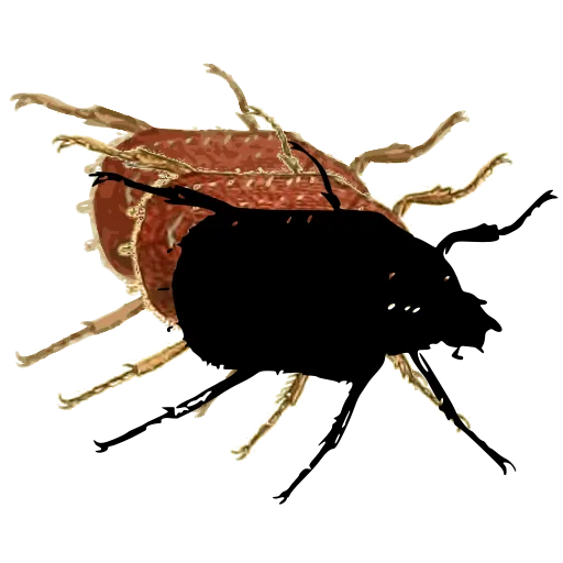 Broad beetle