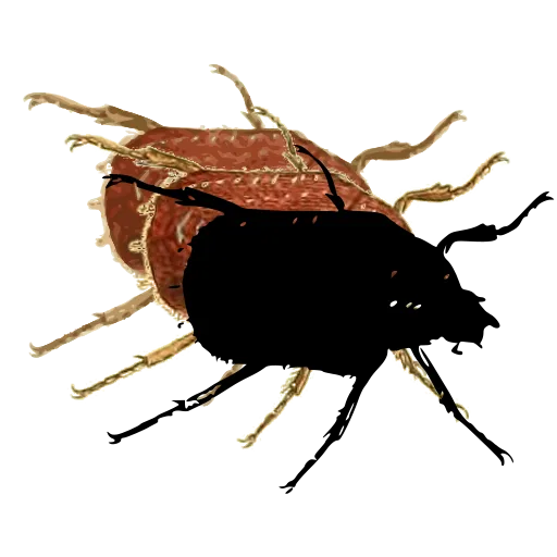 Broad beetle