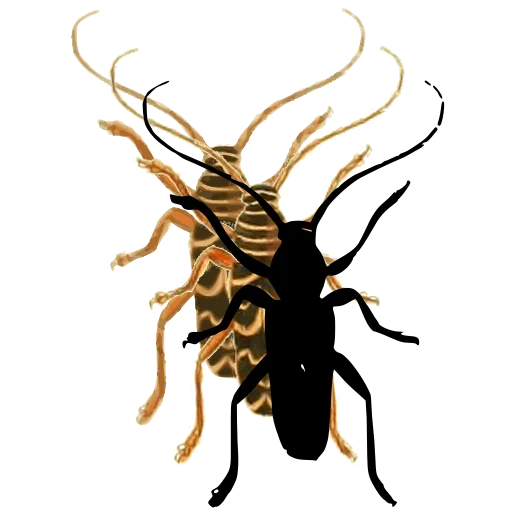 Longhorn beetle 02