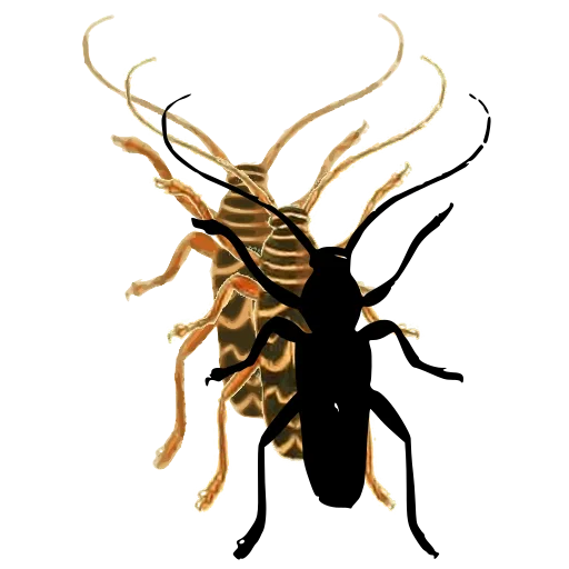 Longhorn beetle 02