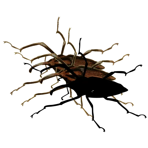 Splayed beetle
