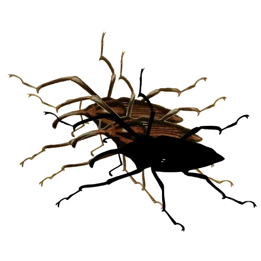 Splayed beetle