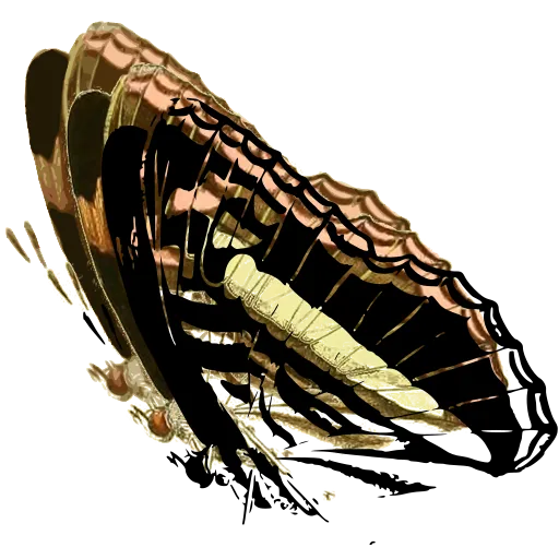 Butterfly forewing