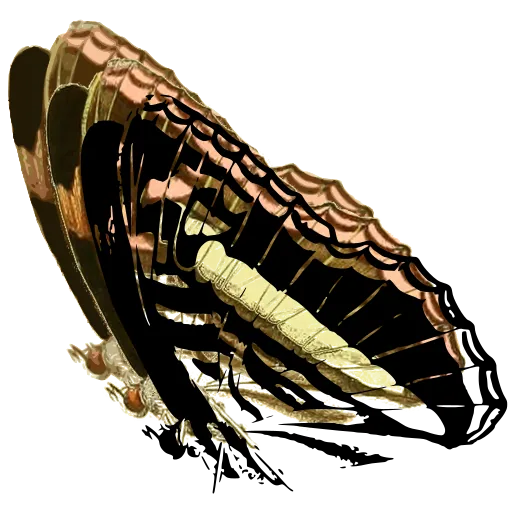 Butterfly forewing