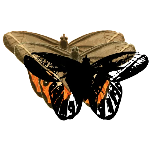 Striped butterfly 01