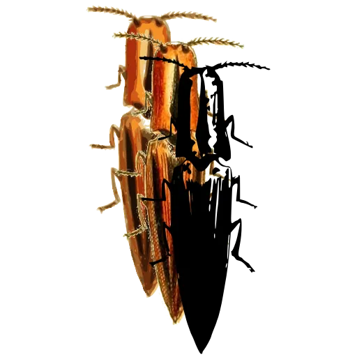 Click beetle 01