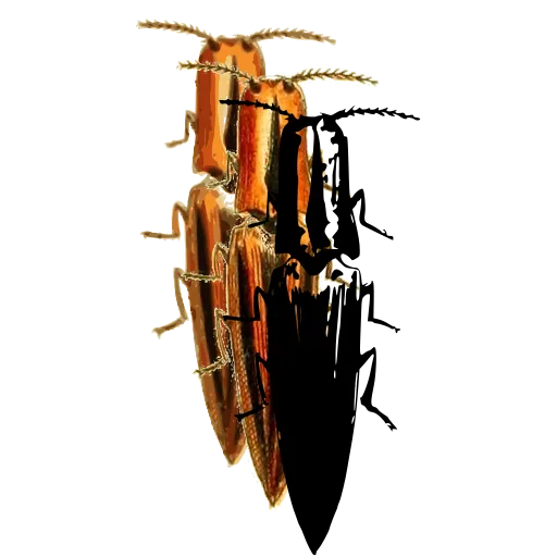 Click beetle 01