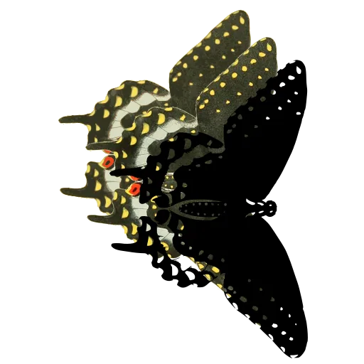 Dotted moth