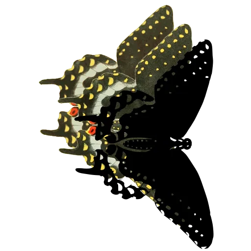 Dotted moth