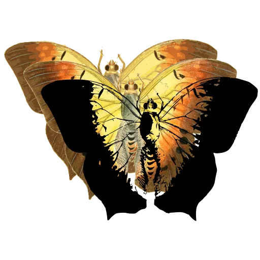 Pale-marked butterfly
